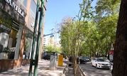 سرسبزی خیابان ولیعصر (عج) با جوانه‌زنی چنارهای جوان منطقه یک 

