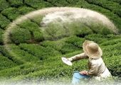 مشارکت مؤثر بانک سپه در ابرپروژه‌های کلان ملی و تأمین مالی صنایع مادر کشور

