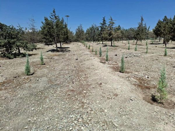 کاشت ۳۰۰۰ اصله درخت و درختچه در بوستان ساحل

