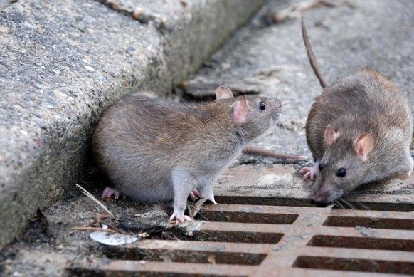 کاهش ۲۰ درصدی تماس شهروندان با موضوع موش