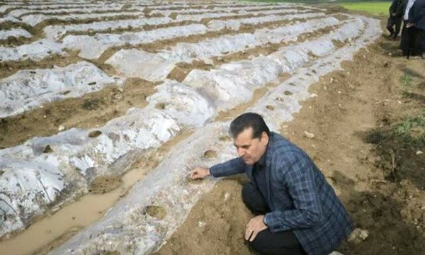 بیش از ۸۰۰ هکتار از اراضی دره‌شهر زیر کشت صیفی‌جات رفت/۹۰ درصد خیار و طالبی ایلام در دره‌شهر تولید می‌شود