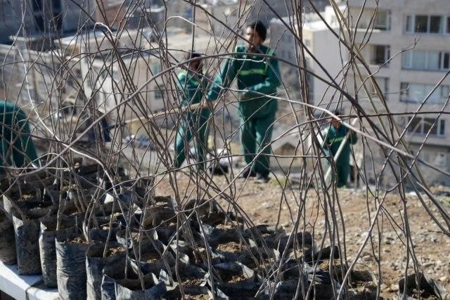 ‌‌ نهضت درختکاری با مشارکت شهروندان در شمال تهران آغاز می شود

